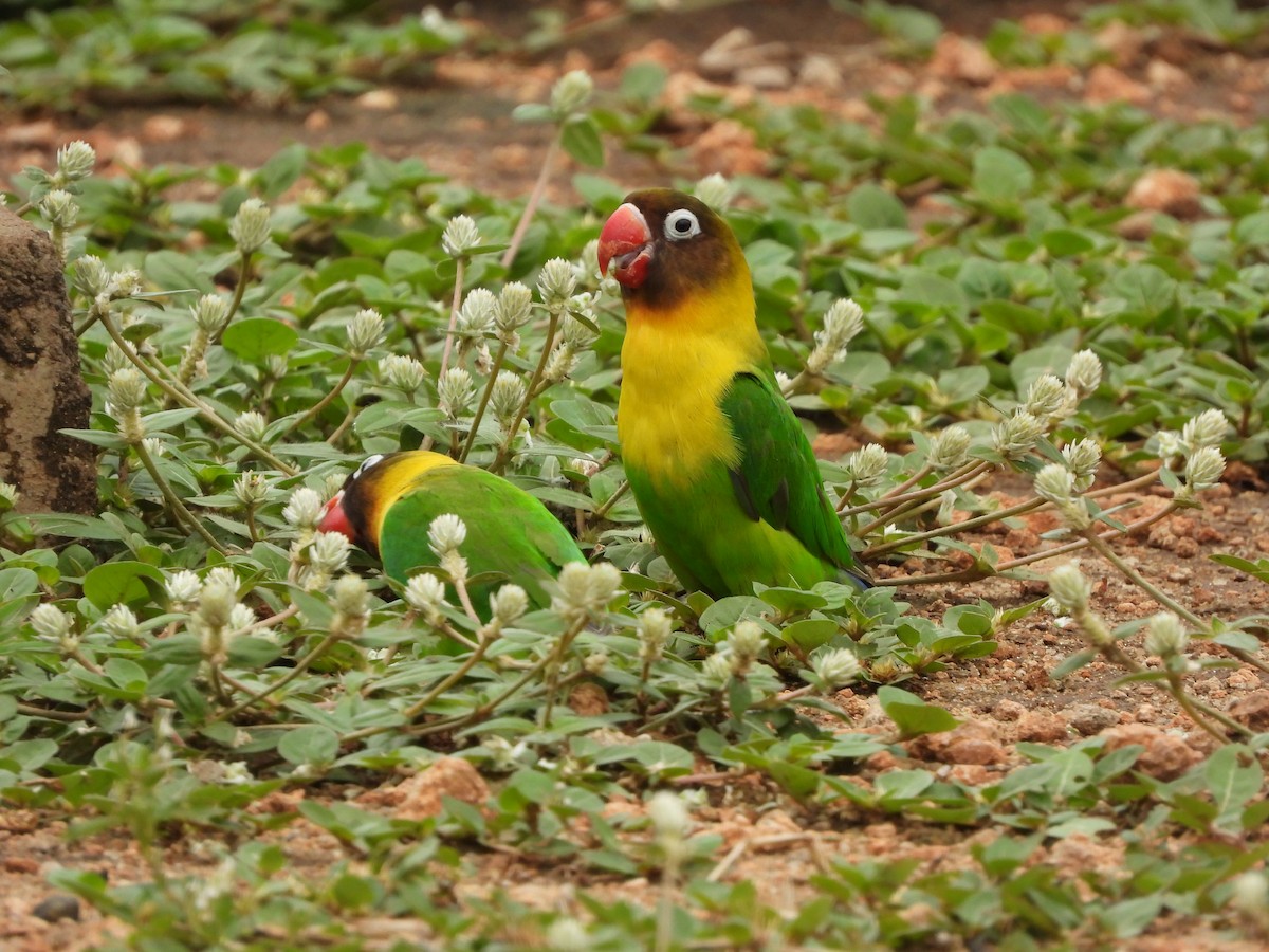 Yellow-collared Lovebird - ML618960090