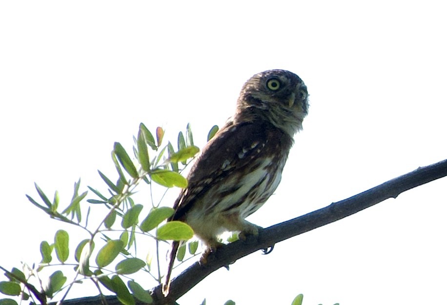 Peruvian Pygmy-Owl - ML618960107