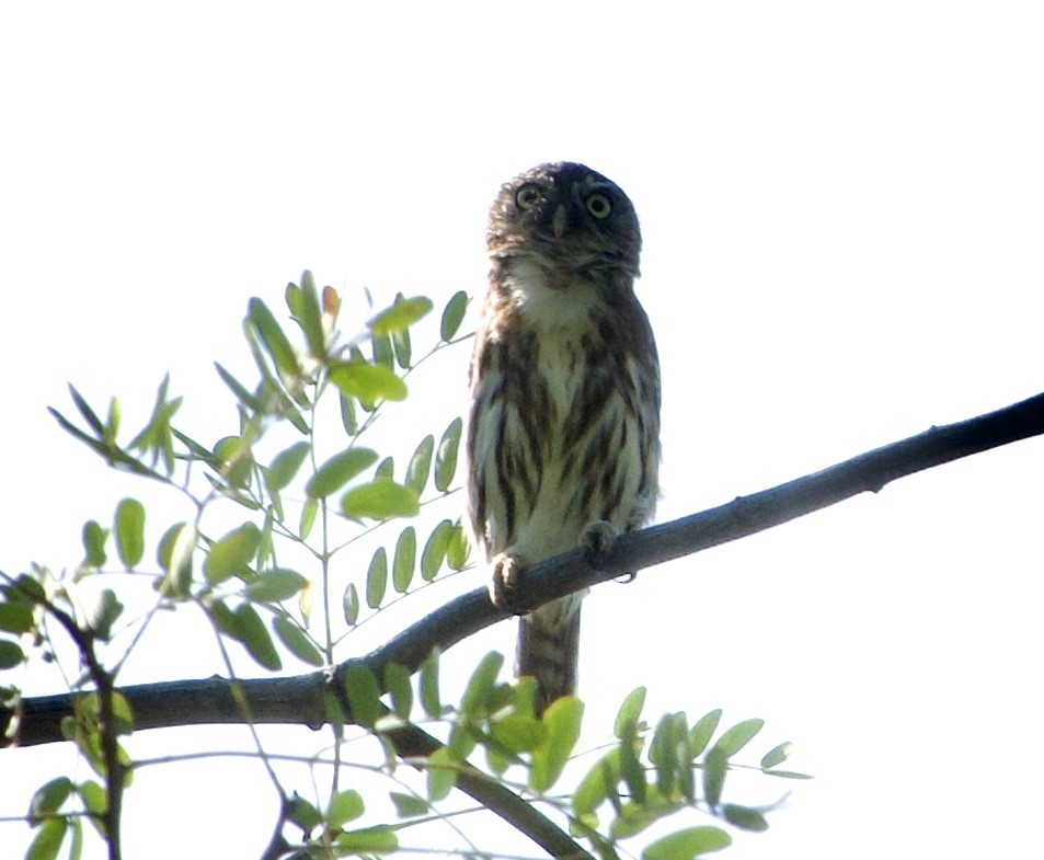 Peruvian Pygmy-Owl - ML618960108