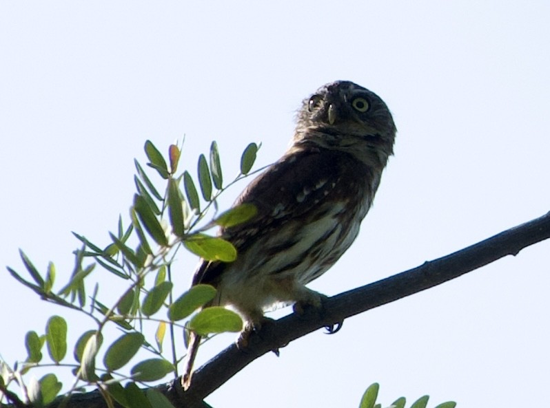 Peruvian Pygmy-Owl - ML618960109