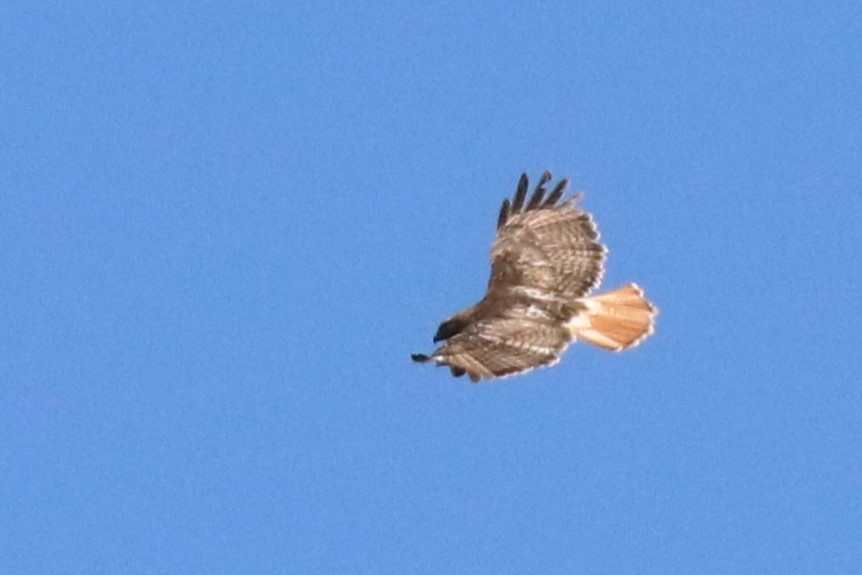 Red-tailed Hawk - ML618960186