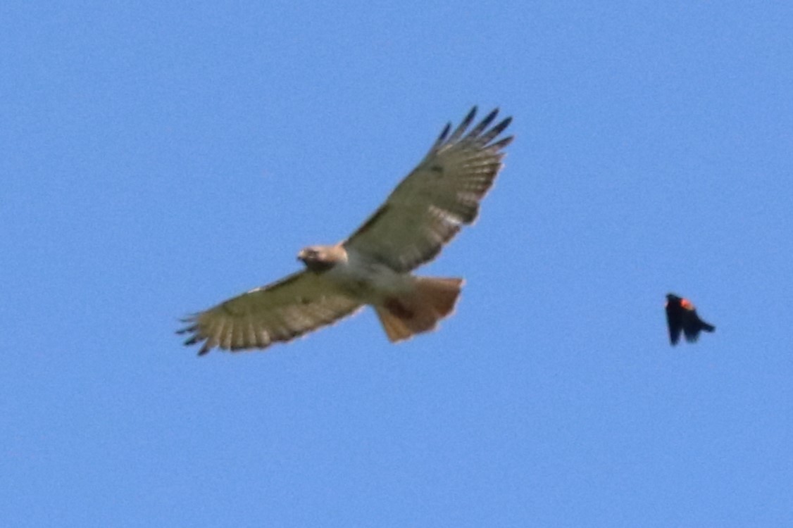 Red-tailed Hawk - ML618960187