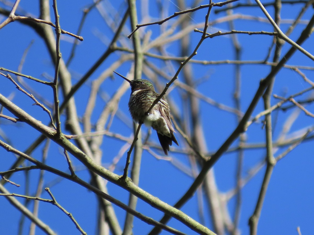 Ruby-throated Hummingbird - Debbie van Zyl
