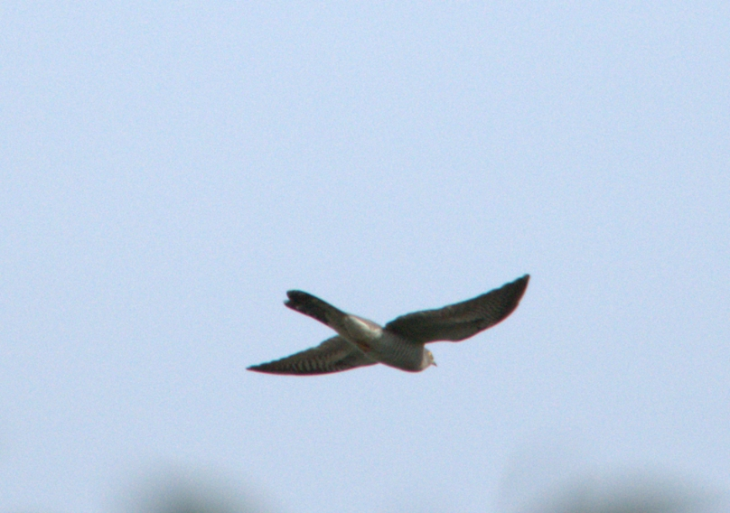 Common Cuckoo - ML618960270