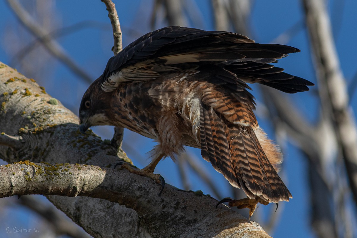 Rufous-tailed Hawk - Sebastián Saiter Villagrán