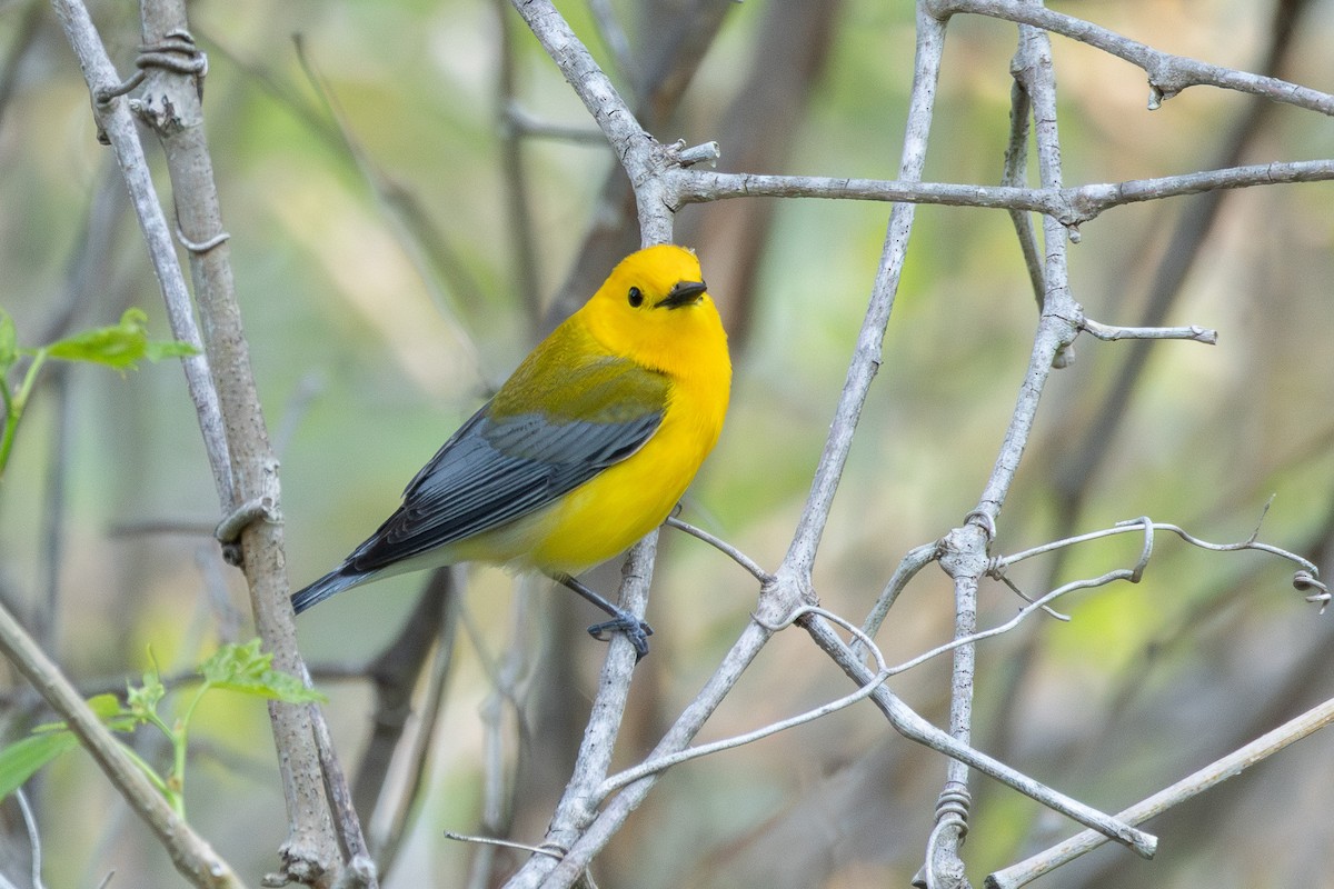 Prothonotary Warbler - ML618960320