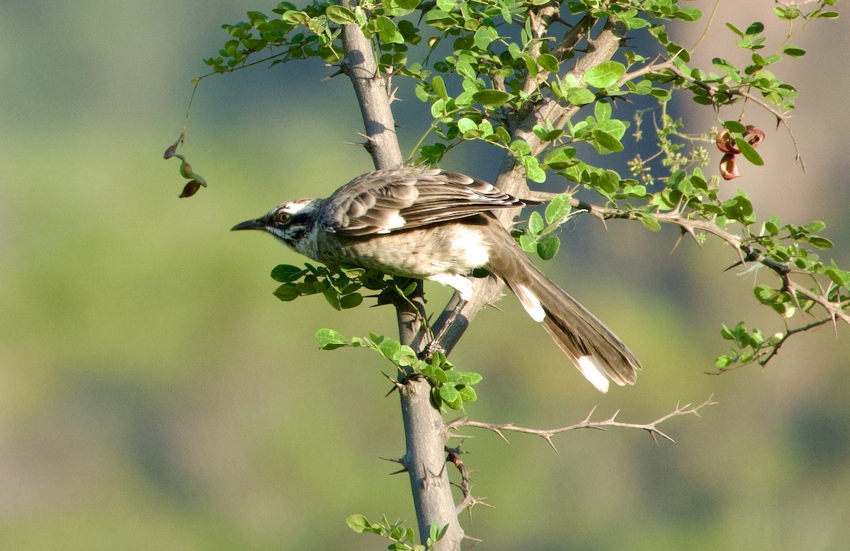 Long-tailed Mockingbird - ML618960344