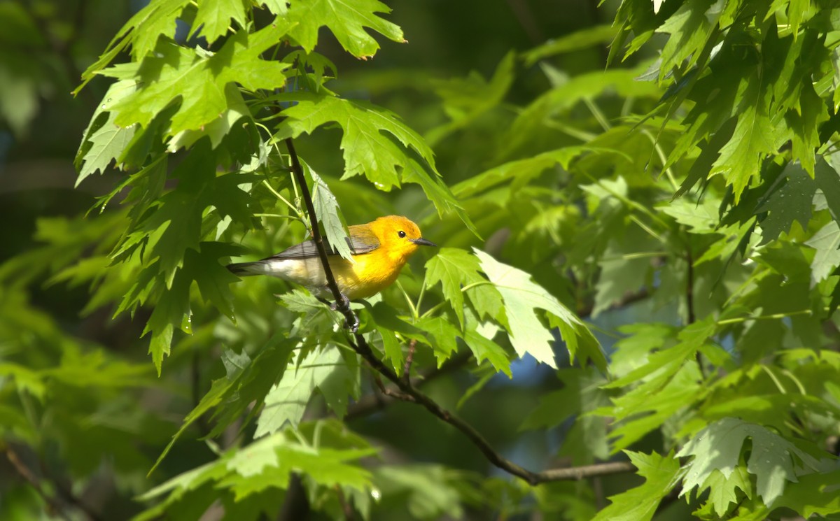 Prothonotary Warbler - ML618960375