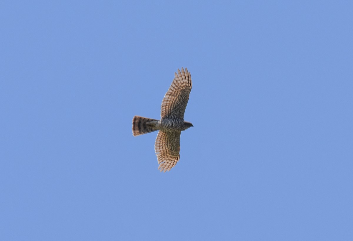 Eurasian Sparrowhawk - José A Cortés Guerrero