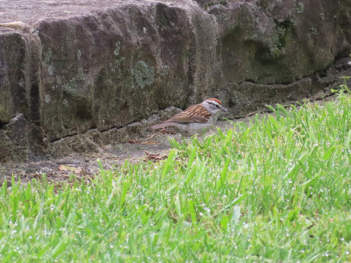 Chipping Sparrow - ML618960429