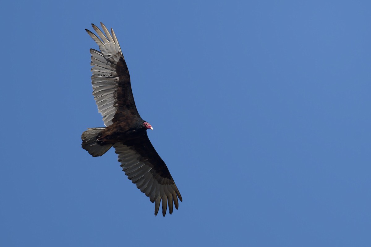Turkey Vulture - ML618960439