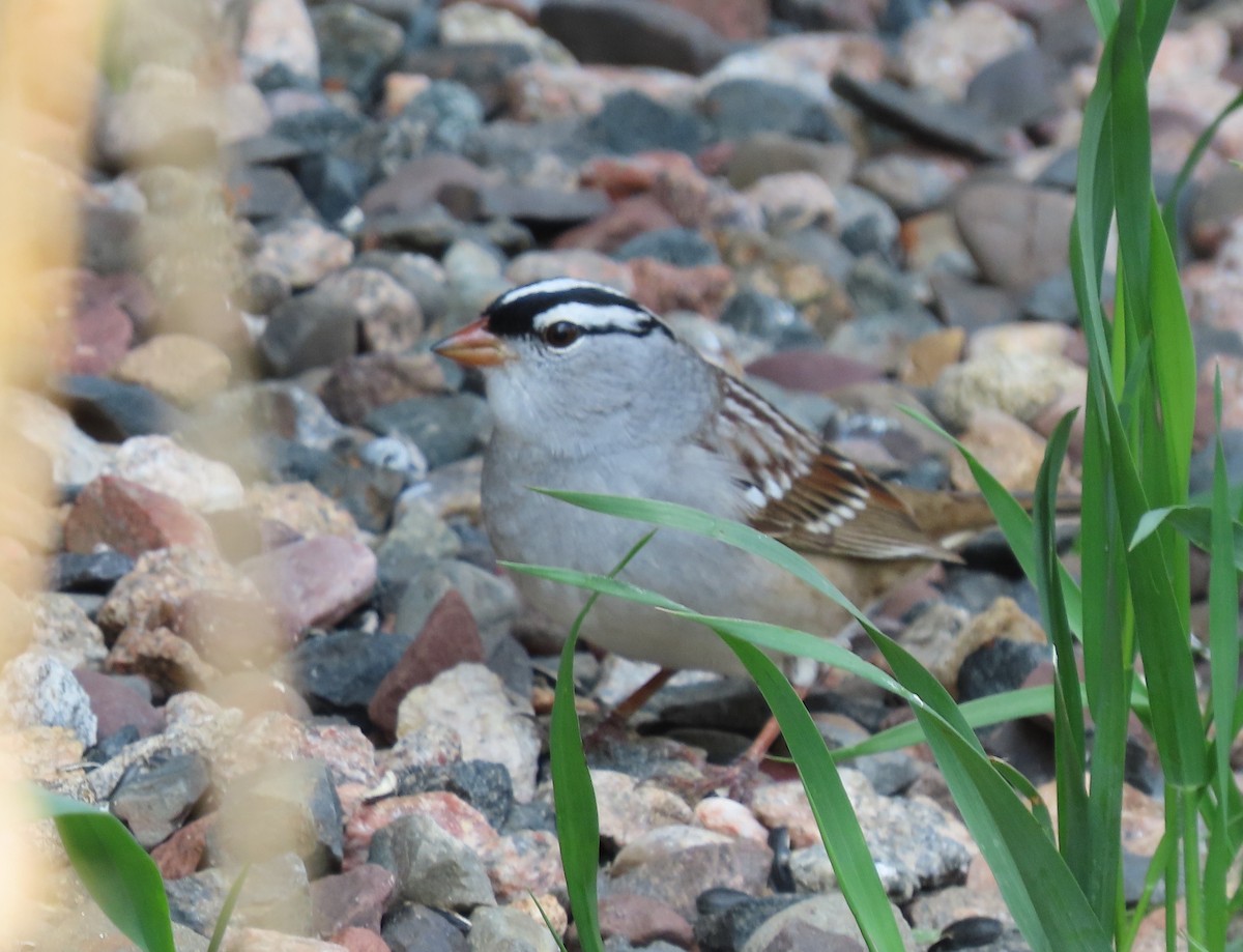 White-crowned Sparrow - ML618960470
