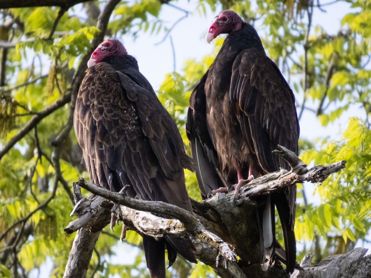 Turkey Vulture - Tom Nagel