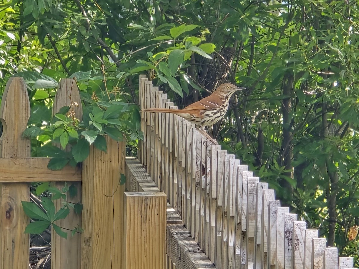 Brown Thrasher - Kaitlin Page