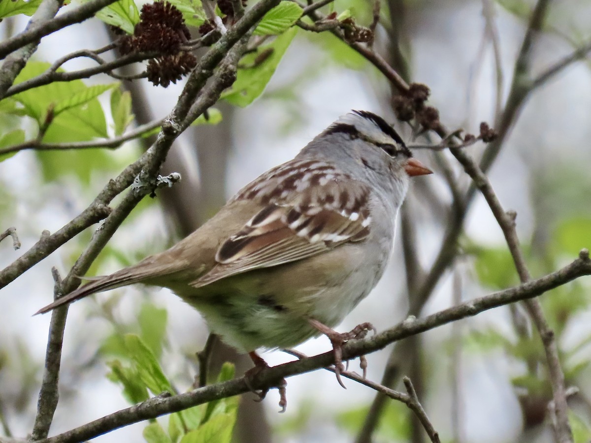 White-crowned Sparrow - Debbie van Zyl