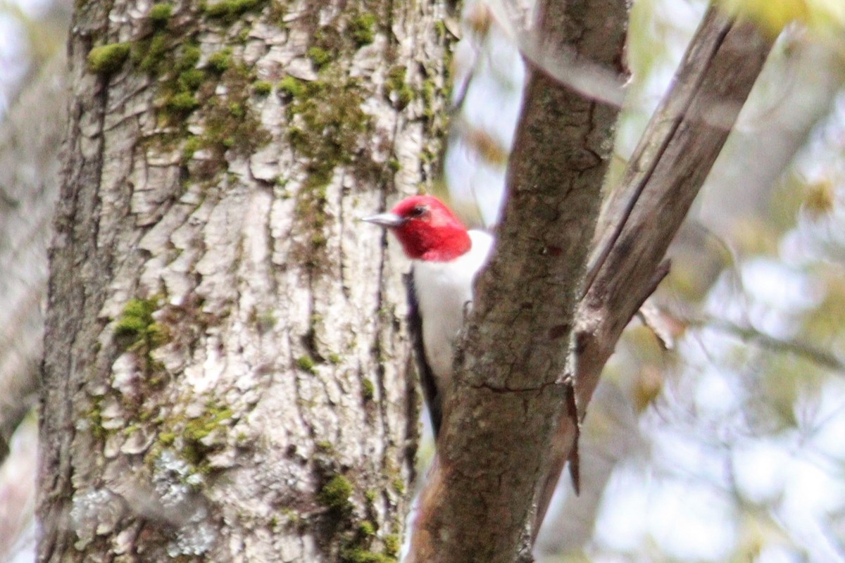 Red-headed Woodpecker - James Teitgen