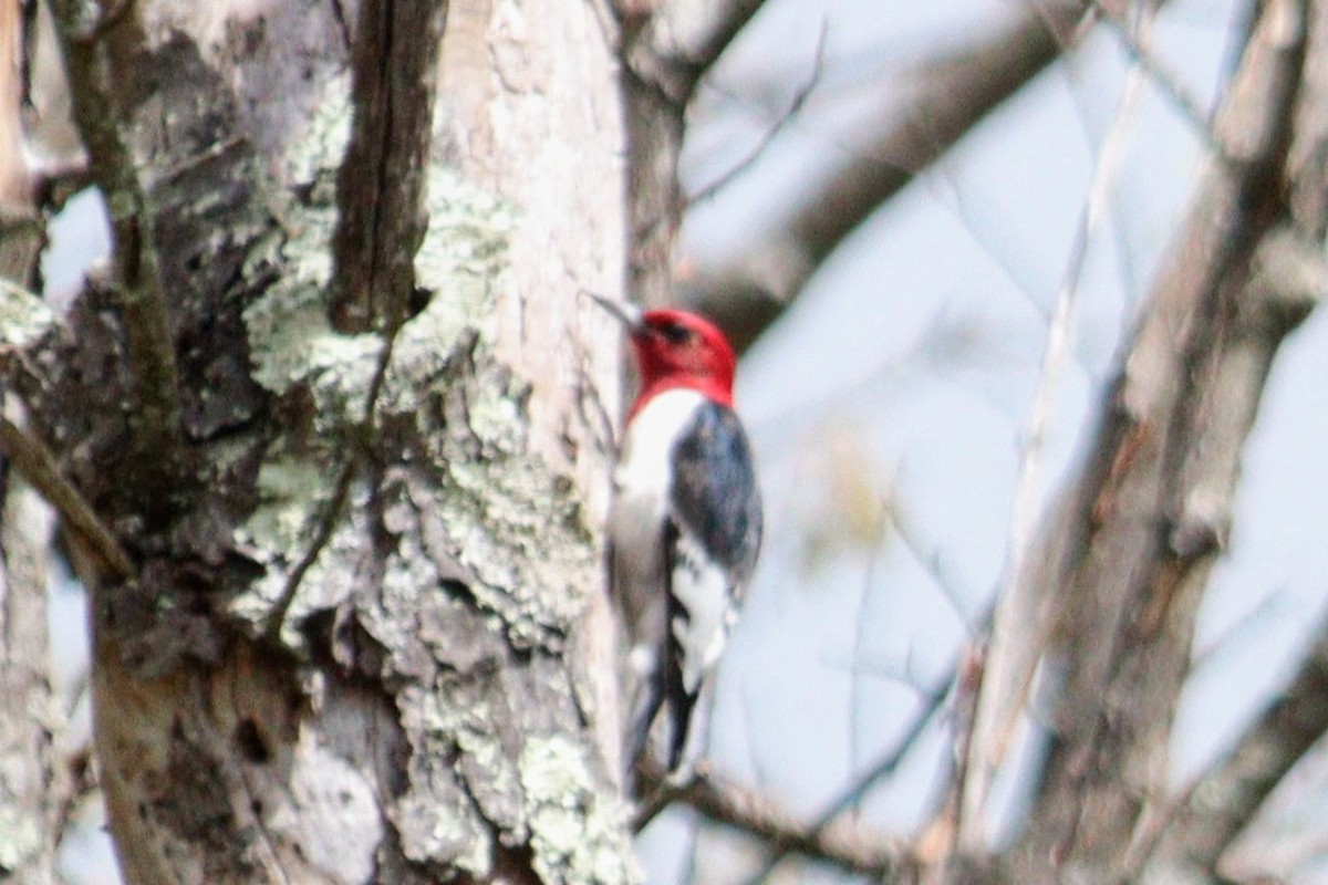 Red-headed Woodpecker - James Teitgen
