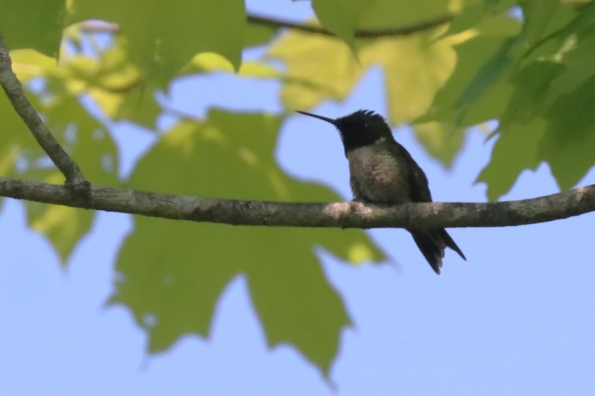 Ruby-throated Hummingbird - Karen Bonsell