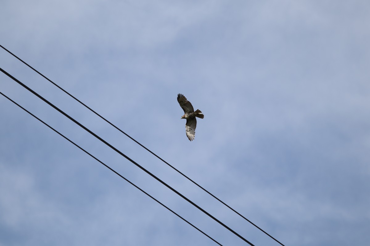 Red-tailed Hawk - ML618960672