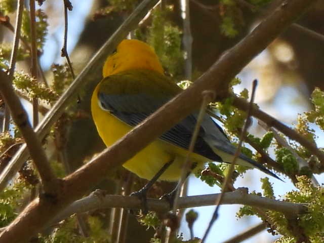 Prothonotary Warbler - ML618960679