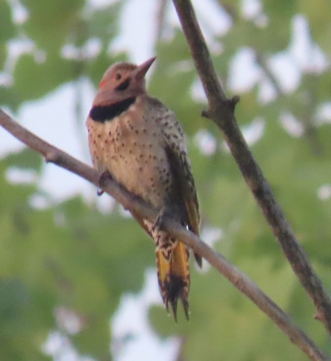 Northern Flicker (Yellow-shafted) - Brenda Meese