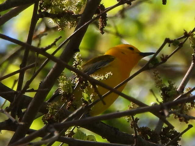 Prothonotary Warbler - ML618960687