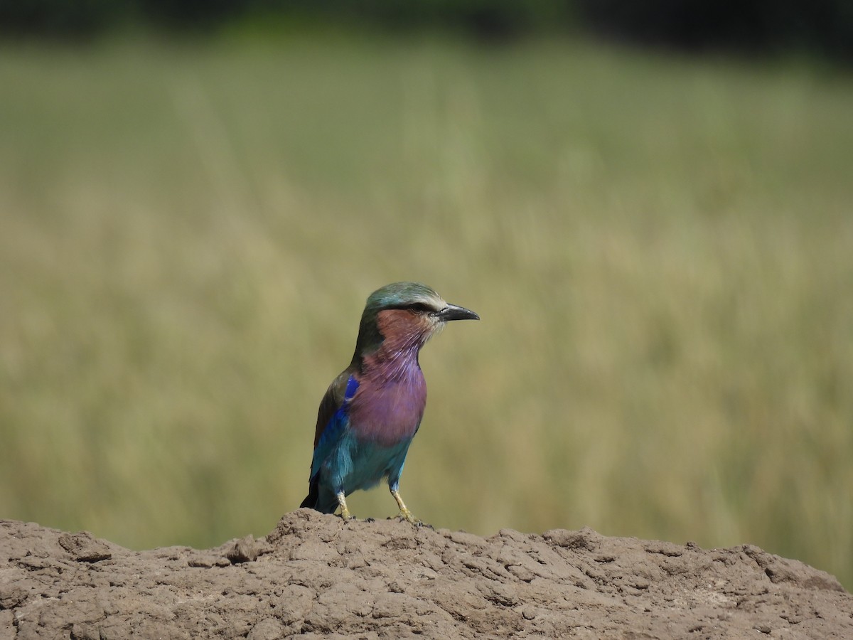 Lilac-breasted Roller - ML618960732
