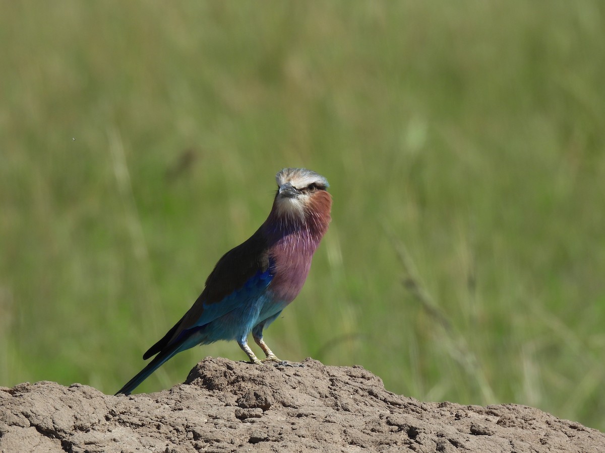 Lilac-breasted Roller - ML618960733