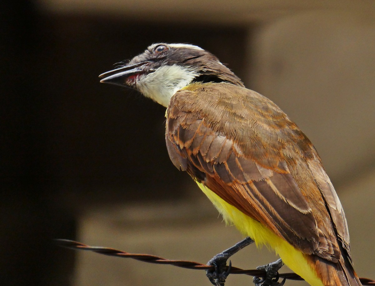 Rusty-margined Flycatcher - Carlos Navea