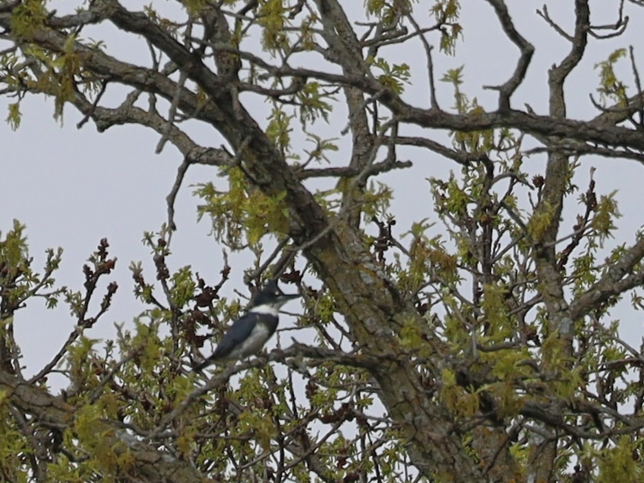 Belted Kingfisher - ML618960885