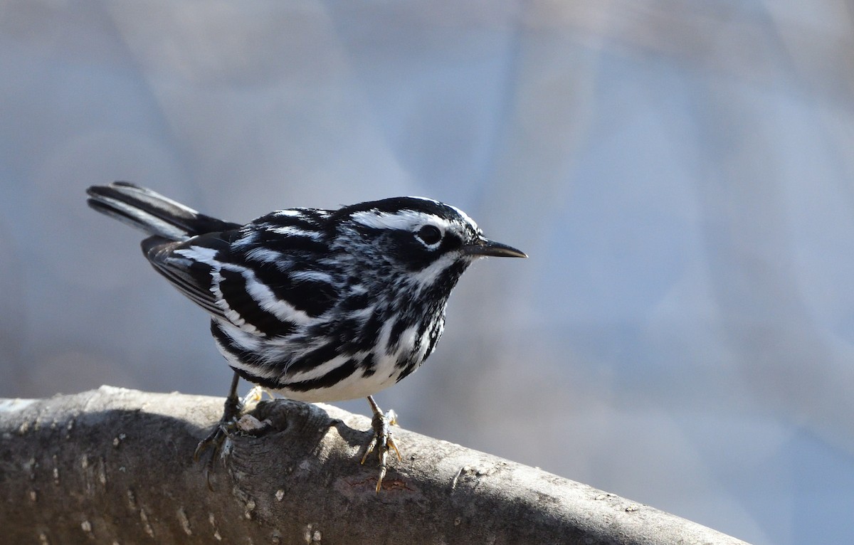 Black-and-white Warbler - ML618960893