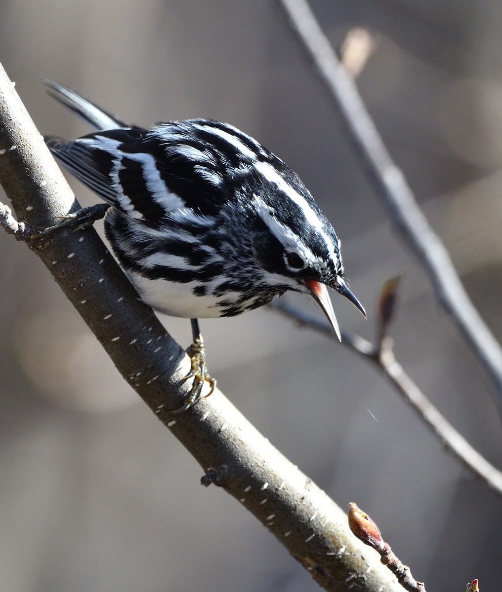 Black-and-white Warbler - ML618960894