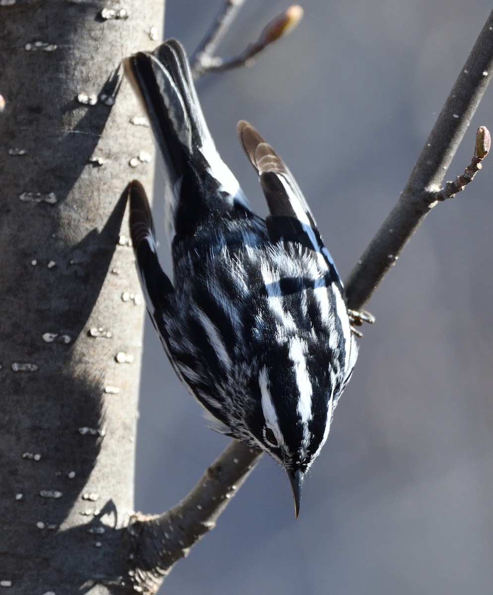 Black-and-white Warbler - ML618960895