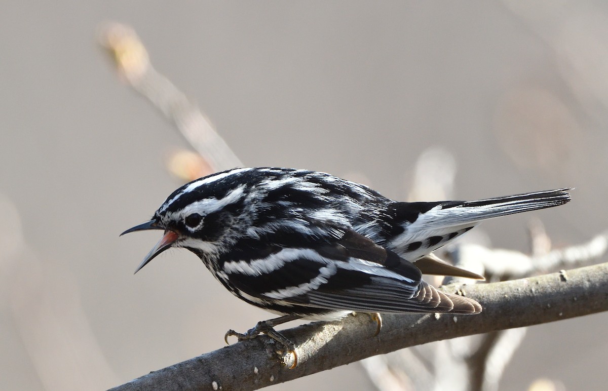 Black-and-white Warbler - ML618960896