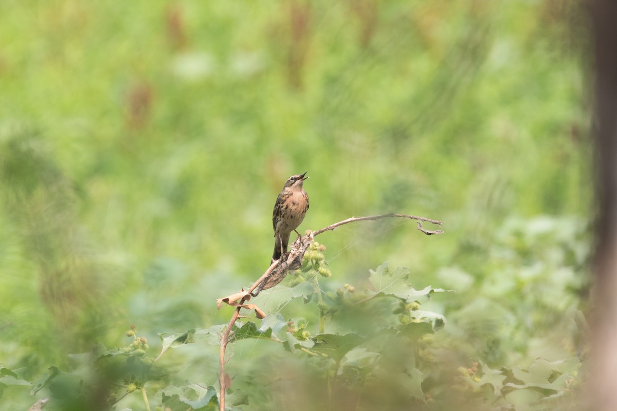 Striated Grassbird - Kumar RR