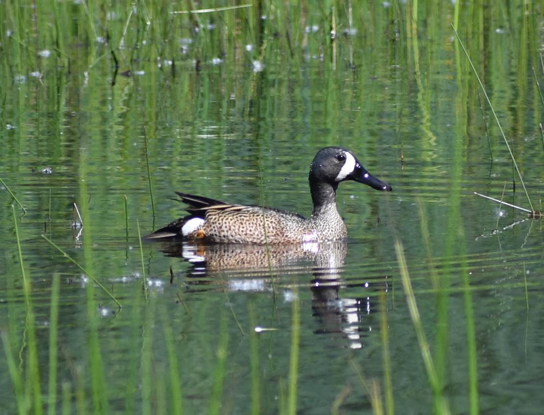 Blue-winged Teal - ML618960921