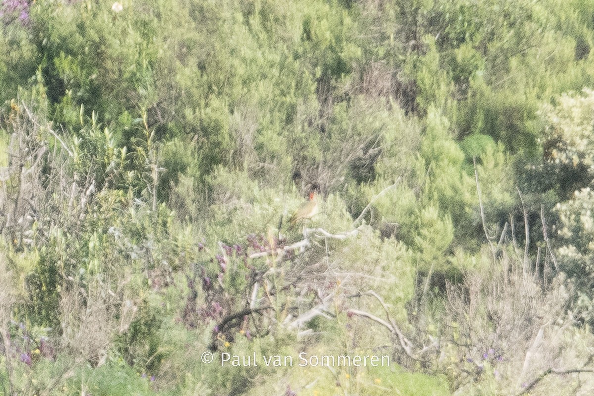 Iberian Green Woodpecker - ML618960938