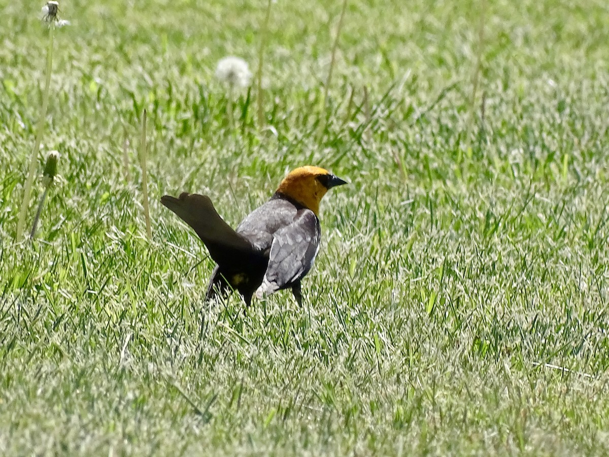 Yellow-headed Blackbird - ML618961011