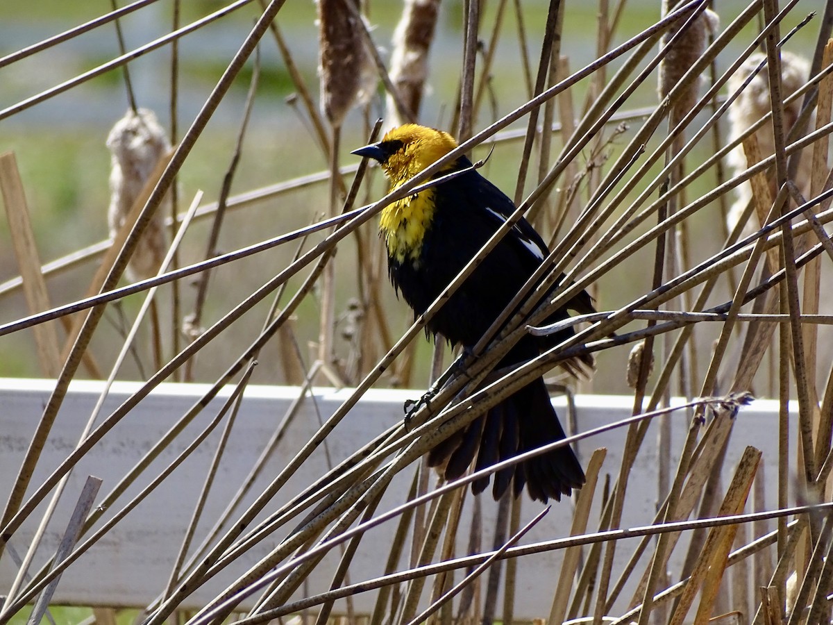 Yellow-headed Blackbird - ML618961013