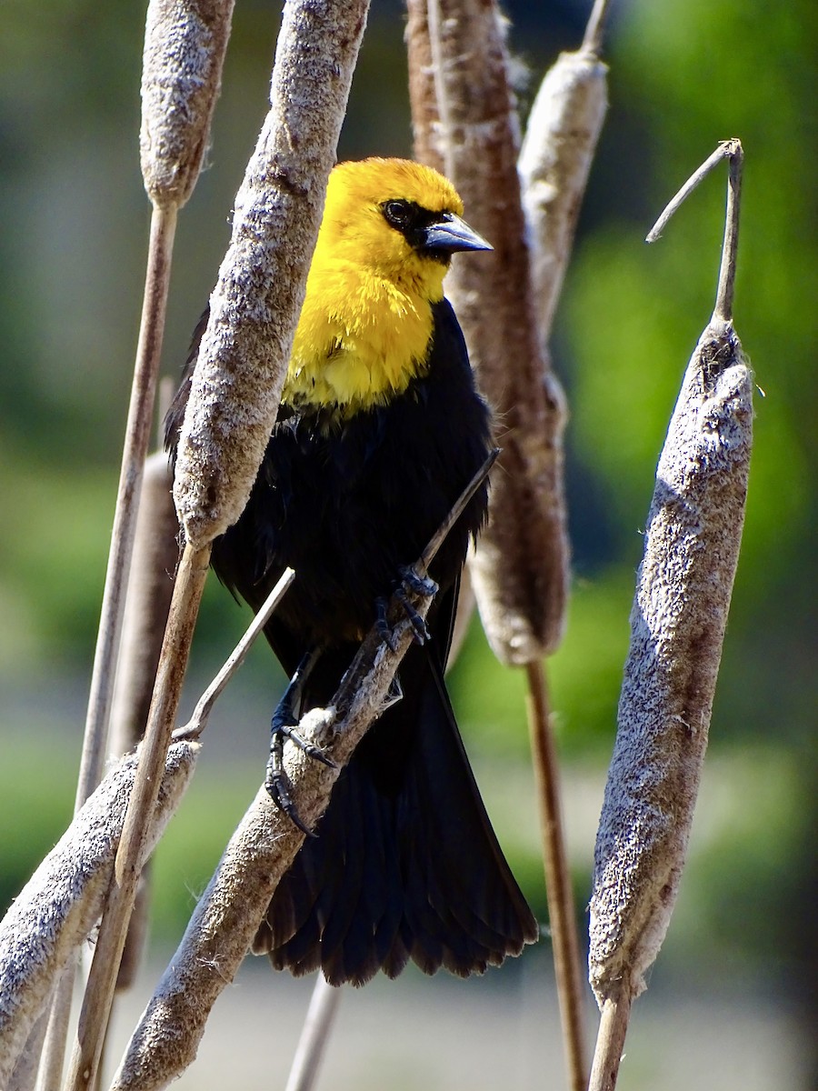 Yellow-headed Blackbird - ML618961015