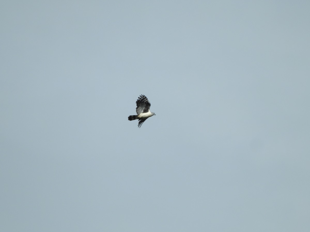 Gray-headed Kite - Juan Aguilar