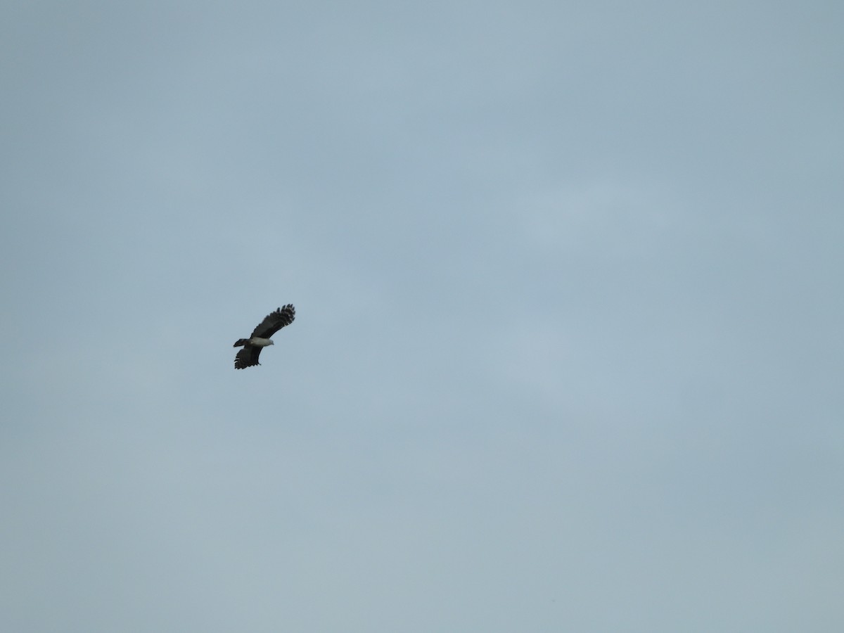 Gray-headed Kite - ML618961055