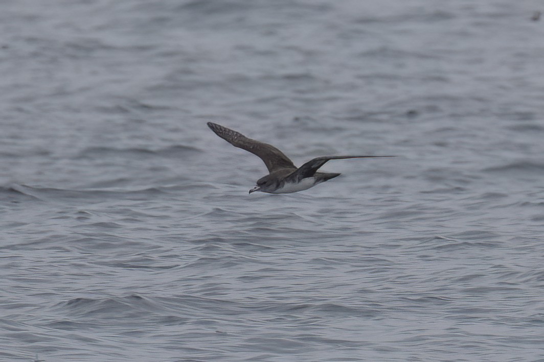 Pink-footed Shearwater - ML618961122