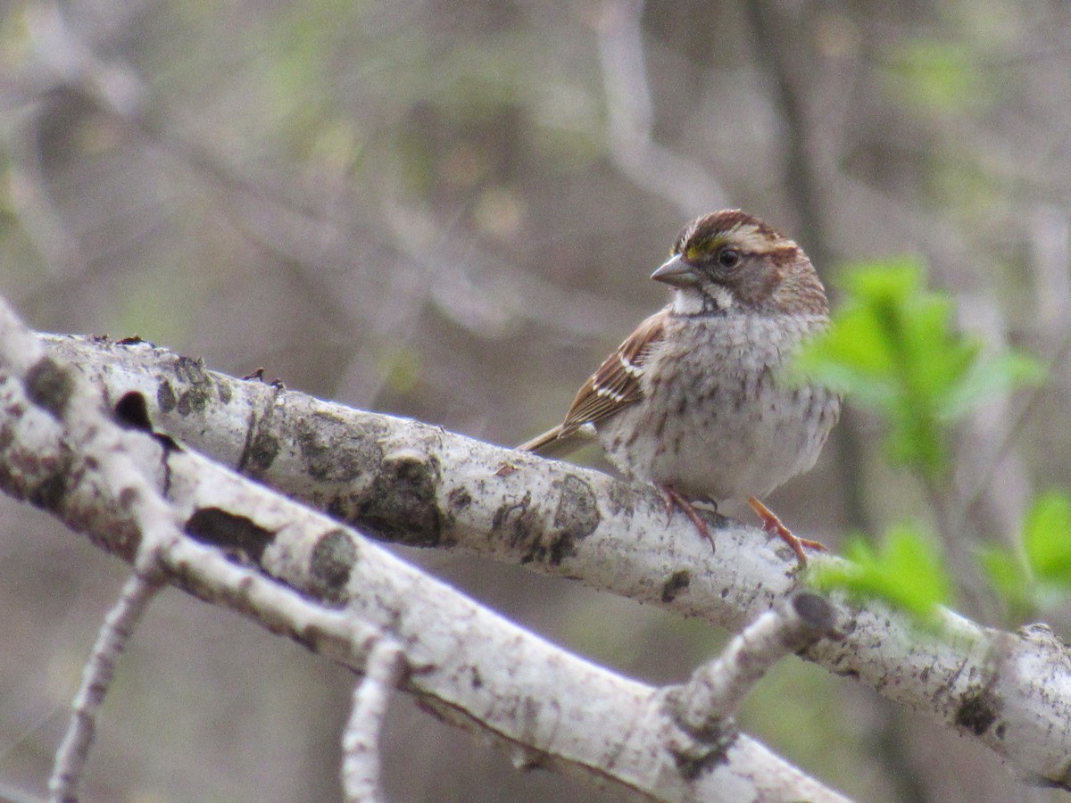 White-throated Sparrow - Allison Kluver