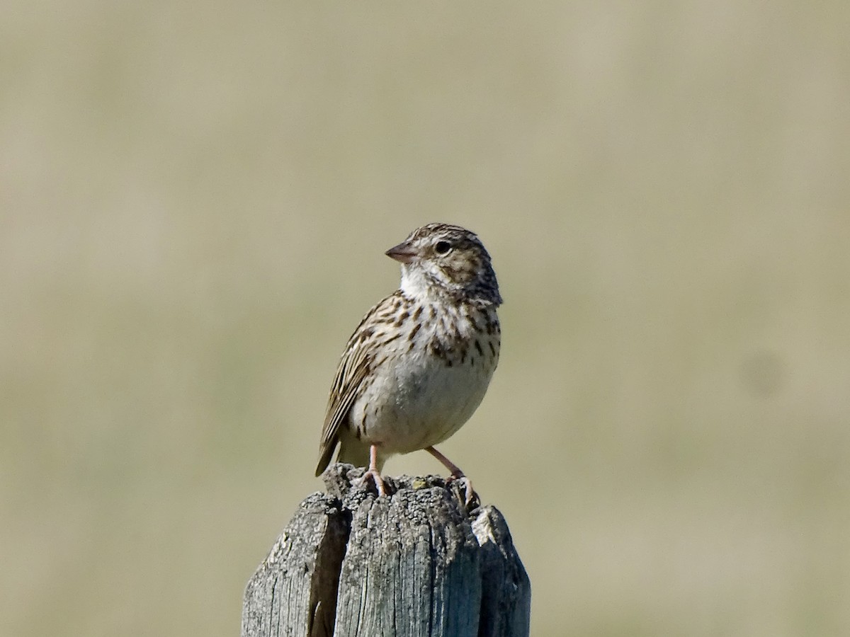 Vesper Sparrow - ML618961159