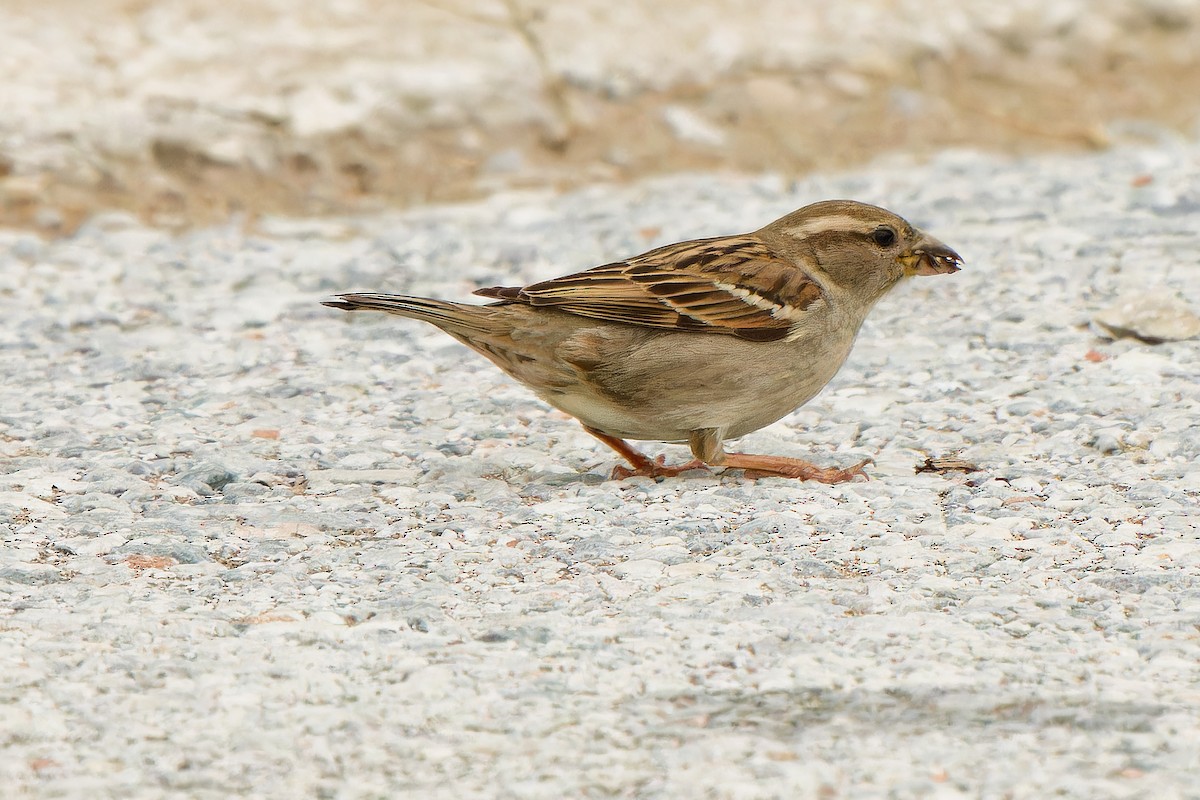 House Sparrow - leon berthou