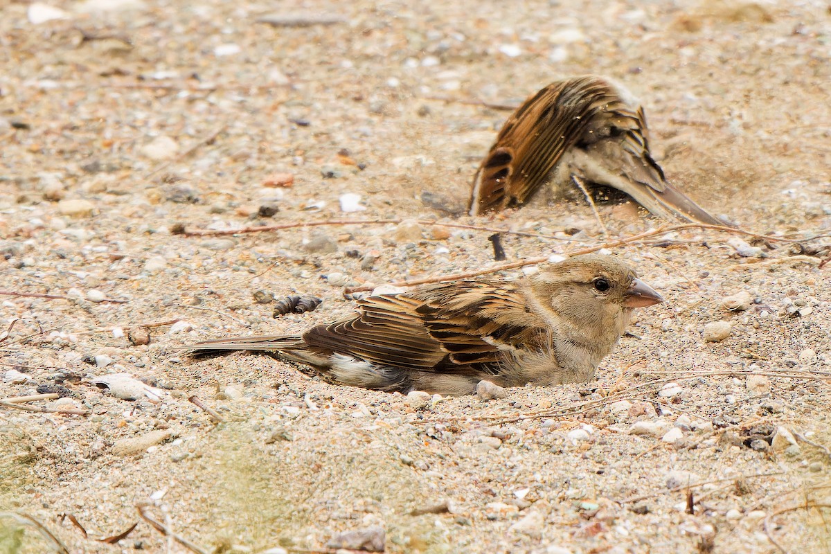 House Sparrow - leon berthou