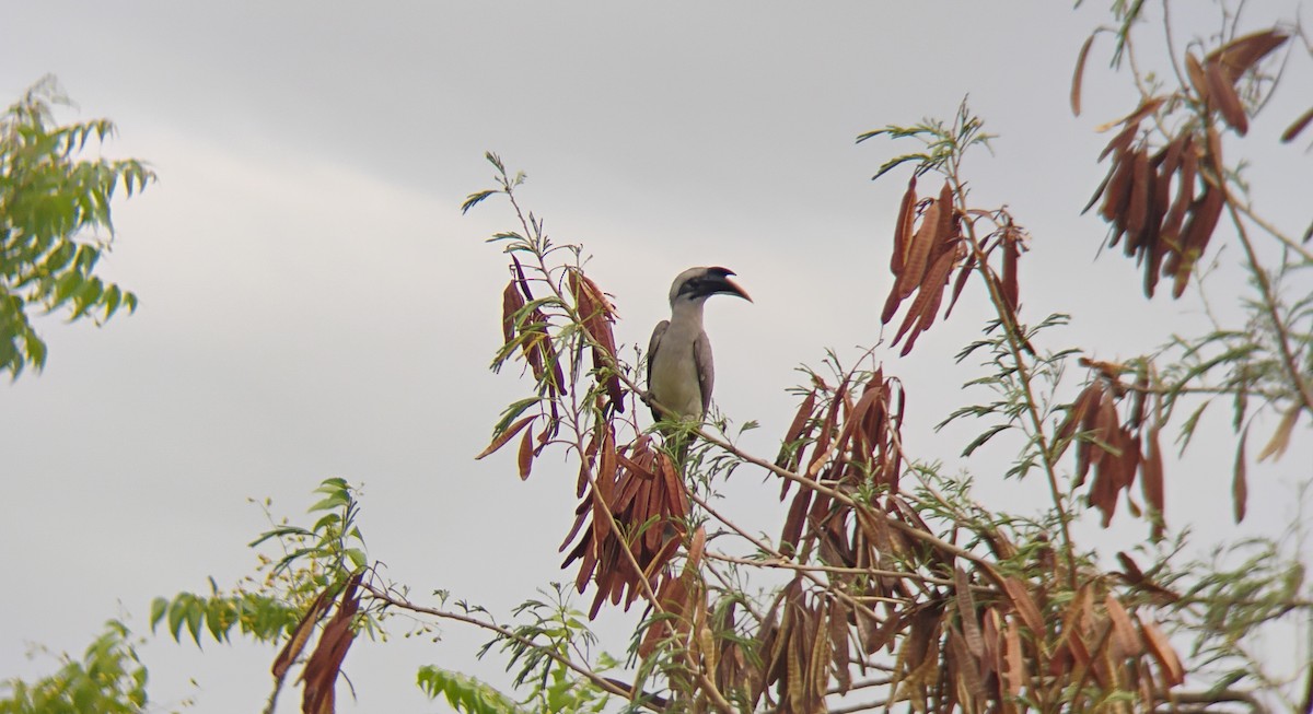 Indian Gray Hornbill - Anish Ambaliya