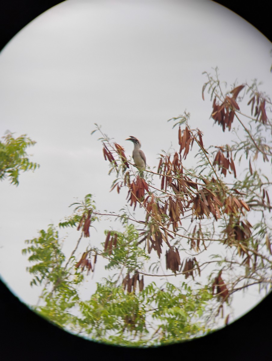 Indian Gray Hornbill - Anish Ambaliya