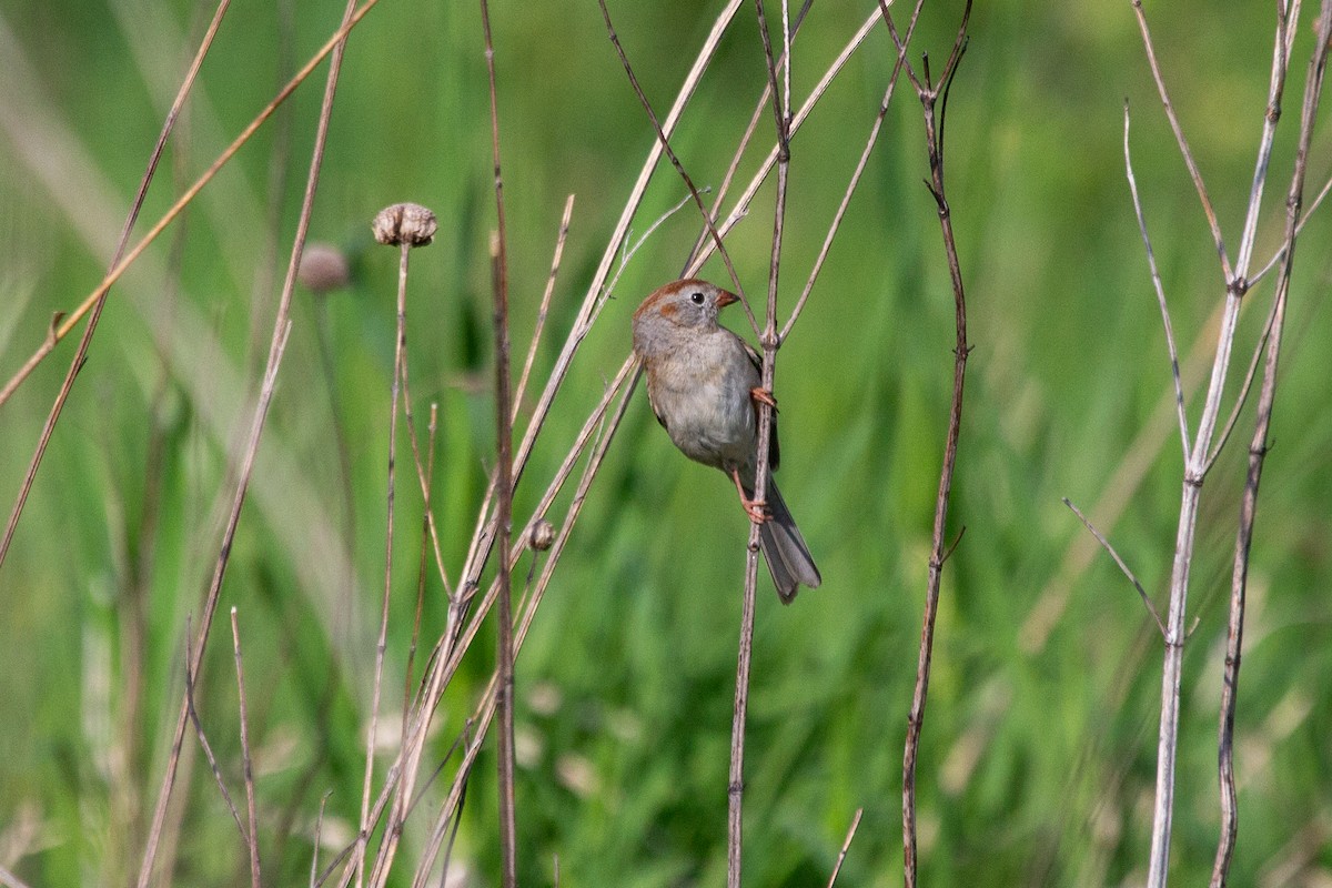 Field Sparrow - ML618961297